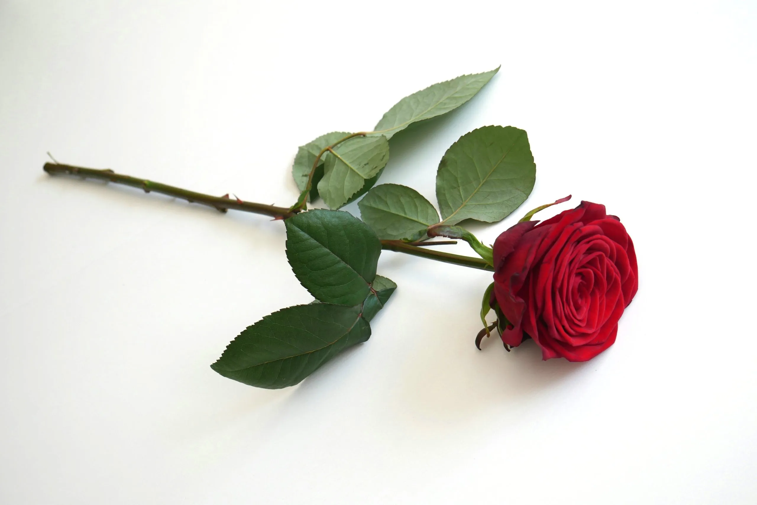 Rose rouge posée à plat sur fond blanc pour hommage funéraire